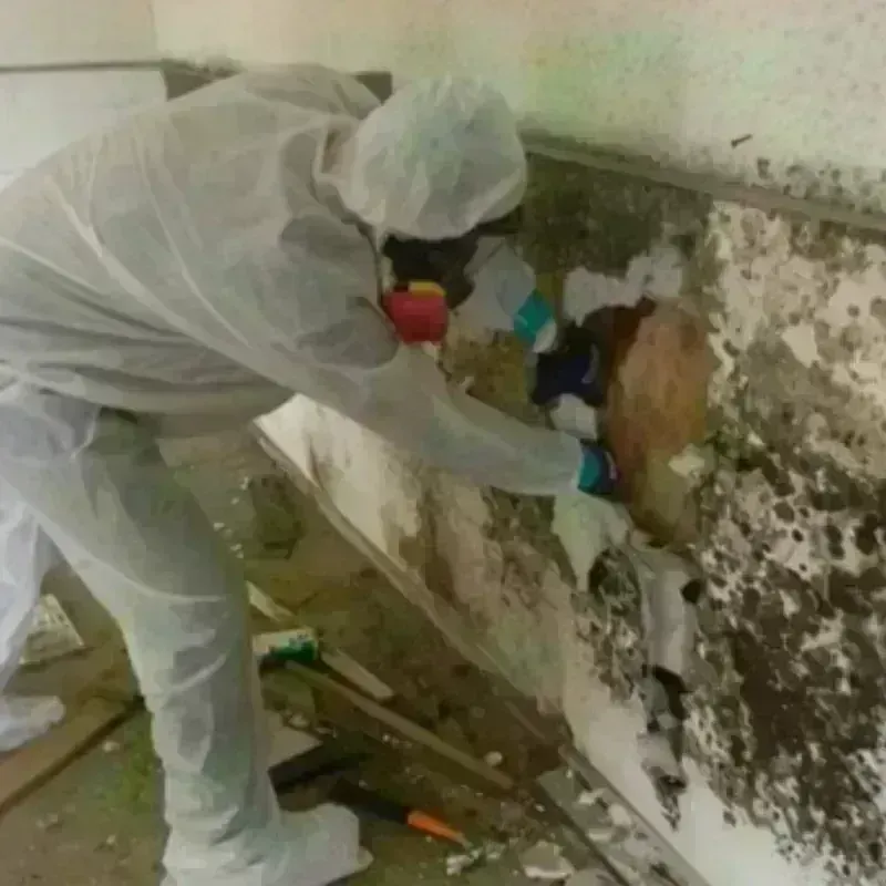 Mold Remediation and Removal in Payson, IL